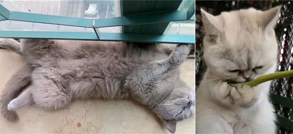 英短猫信任你,才让你碰的6样东西,你能够碰到几个?