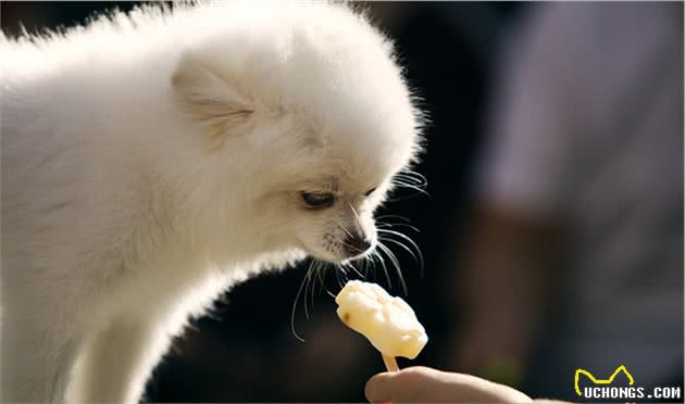 为什么不建议你养博美犬，这四个缺点，你能接受吗