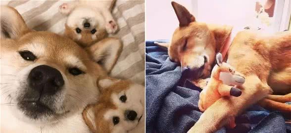 狗狗过得很幸福的表现，如果全中，那你是很合格的主人