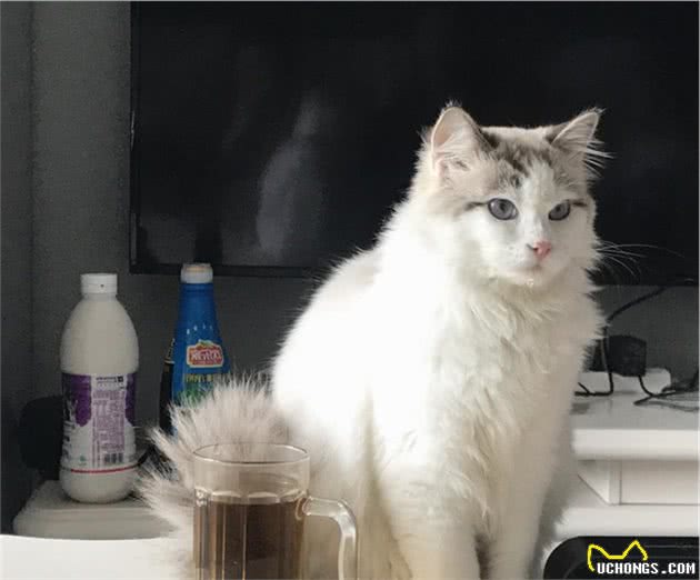 行走的人民币：一只纯种的布偶猫为什么能过万呢？
