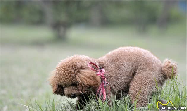 要是贵宾犬挑食、不吃狗粮，这6种办法，主人可以试一下