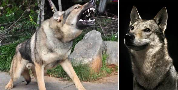 捷克狼犬、昆明犬—机警、凶猛、忠诚的特警奇“兵”