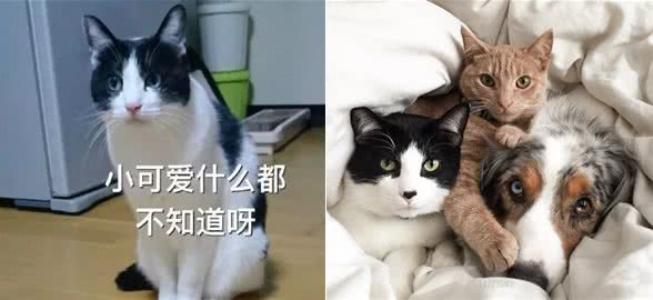 猫咪可以用狗粮喂养吗？