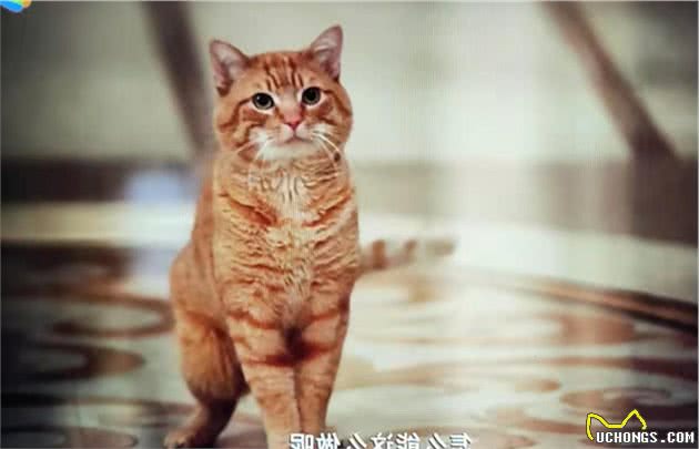 “宠爱”里的猫咪与狗狗太友爱了，会不会有更多的人愿意养宠物？