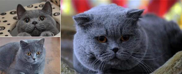 对英国短毛猫来说，这五件事，如同上刑