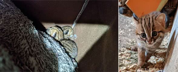 只有家猫一半，它们是世界上身材最小的猫，简直要萌翻众人