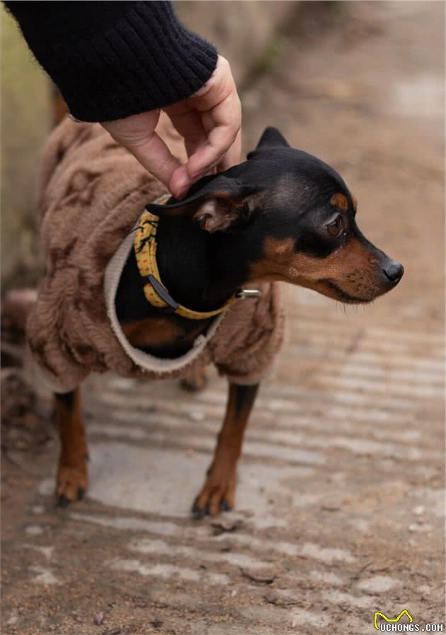 小鹿犬多少钱一只？到底要不要养小鹿犬