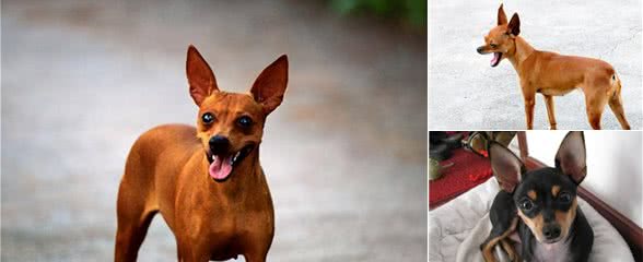小鹿犬｜养它之前，你接受它这些“缺点”了吗