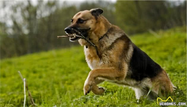 德国牧羊犬和马犬，你站哪边？