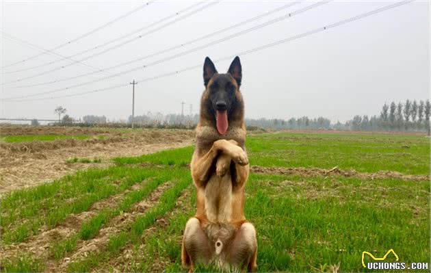 德国牧羊犬和马犬，你站哪边？