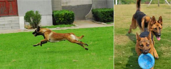 德国牧羊犬和马犬，你站哪边？