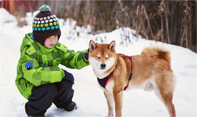 “戏精”柴犬的活动量如何？宠主：能遛垮你！