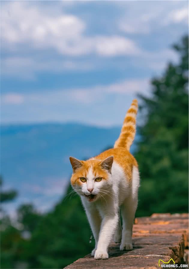 爬了近1个半小时，只为这大理苍山古寺中，孤独又可爱的大橘猫