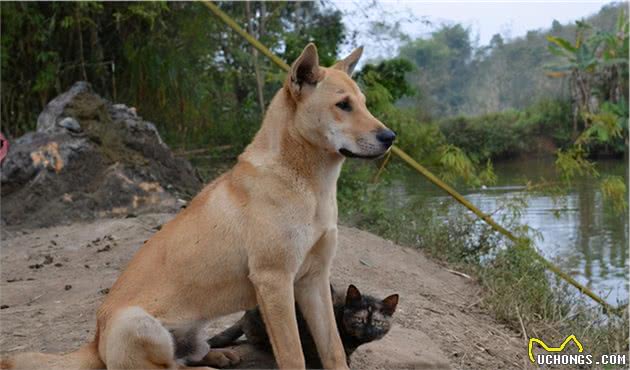 土狗怎么养？其实中华田园犬比不少知名犬好养多了