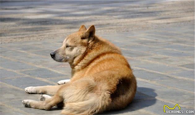 土狗怎么养？其实中华田园犬比不少知名犬好养多了