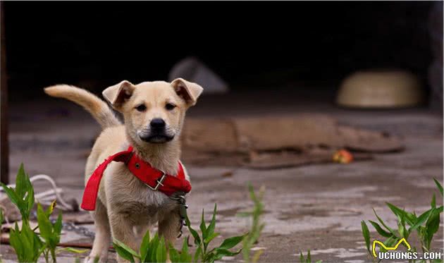 土狗怎么养？其实中华田园犬比不少知名犬好养多了