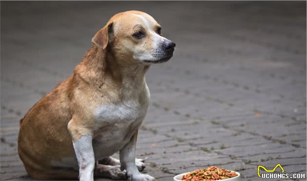 狗狗食欲不振，快来听听宠物医生怎么说