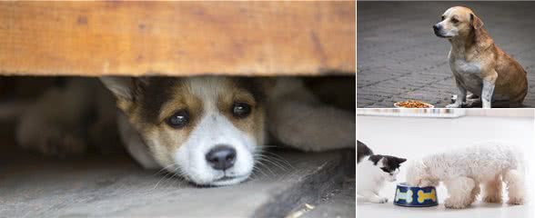 狗狗食欲不振，快来听听宠物医生怎么说
