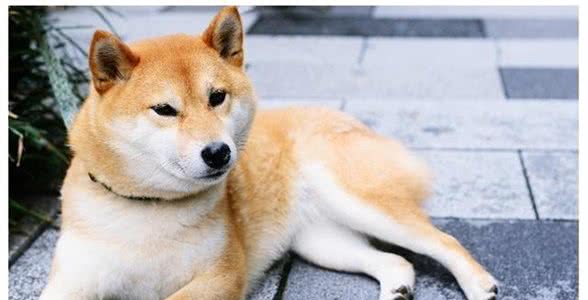 秋田犬和柴犬傻傻分不清楚的朋友看回来