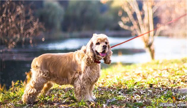 六种智商较高的小型犬，谁说只有大狗才聪明，小型犬可不会认输