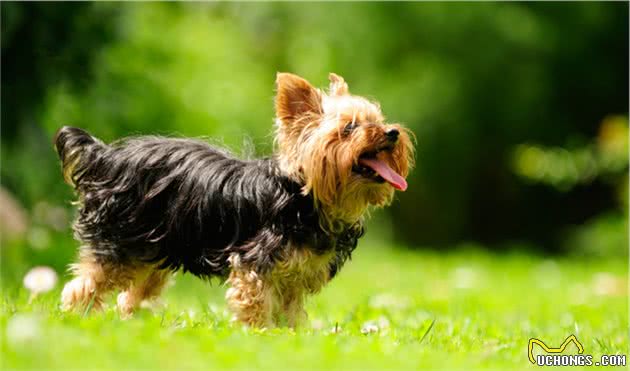 六种智商较高的小型犬，谁说只有大狗才聪明，小型犬可不会认输