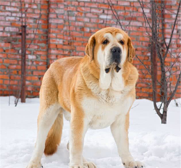 世界十大大型犬排名世界最大的犬体型最大的犬类世界最大的狗