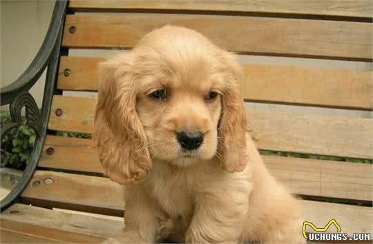 可卡犬要怎么养？几种方法教给你