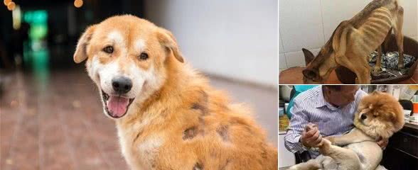 狗狗非正常掉毛的，6大原因