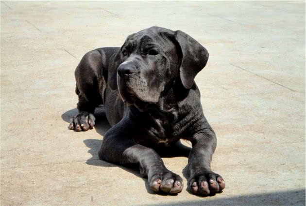 世界三大恶犬之一，最丑狗狗大赛冠军，黑手帮却喜欢那不勒斯獒犬