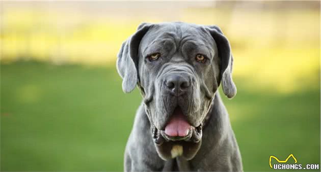 世界三大恶犬之一，最丑狗狗大赛冠军，黑手帮却喜欢那不勒斯獒犬