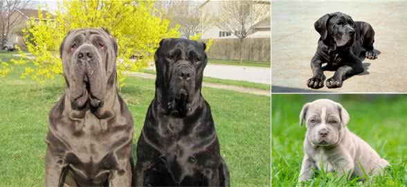 世界三大恶犬之一，最丑狗狗大赛冠军，黑手帮却喜欢那不勒斯獒犬