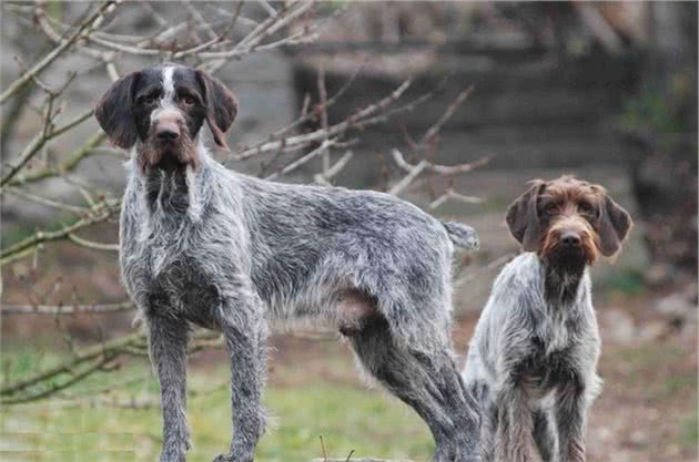 德国刚毛指示犬，像“钢丝”一般的毛发，却有着多样功能