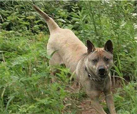 原始猎犬之王—黄石箭毛猎犬