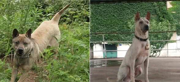 原始猎犬之王—黄石箭毛猎犬