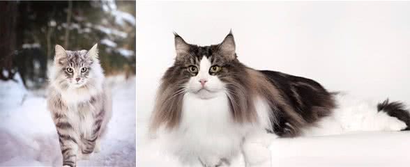 挪威森林猫如何排毛球？