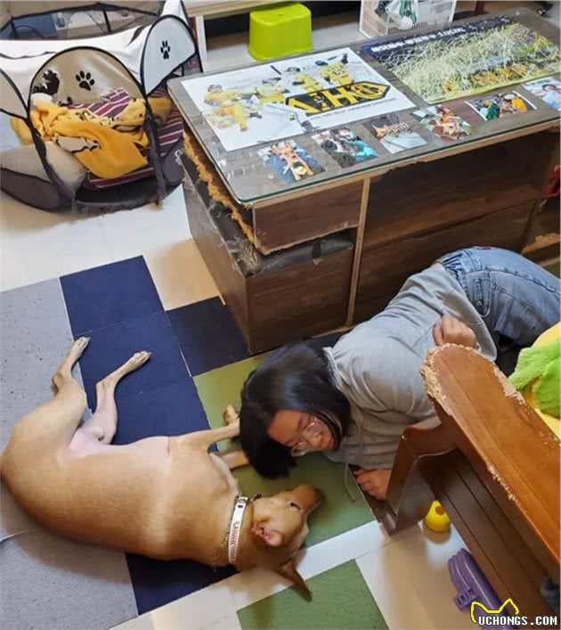 狗狗跟关系超好的小主人“撕扯”起来，竟是为了抢主人的毛巾