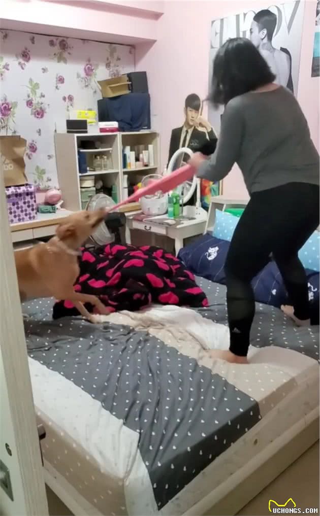 狗狗跟关系超好的小主人“撕扯”起来，竟是为了抢主人的毛巾