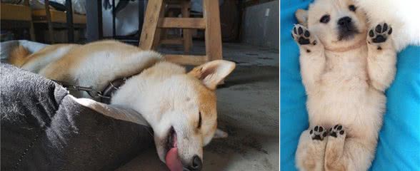 一旦狗狗有这几个表现，说明它对你足够“信任”