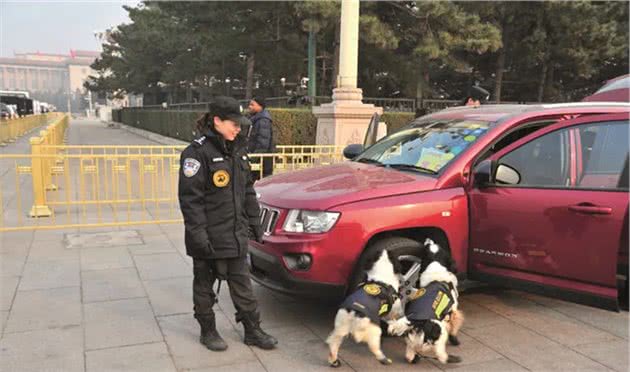 垃圾场上蝇虫横飞，警犬突然不停用爪子刨！