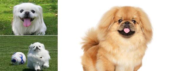 这种中国古老犬种,为何越来越少人养