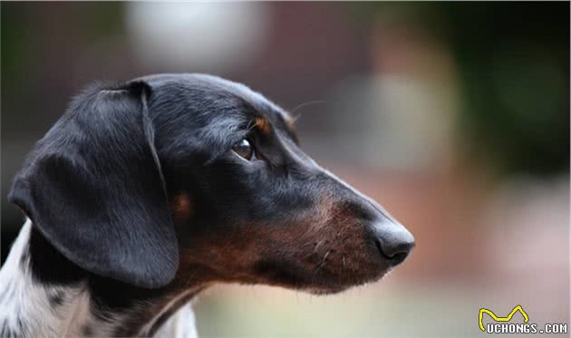 犬皮肤病：犬麻风样肉芽肿综合征，该如何诊断治疗？