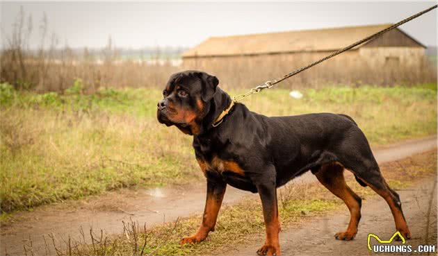 六种极具有攻击性的战斗犬种—大家一起来了解下
