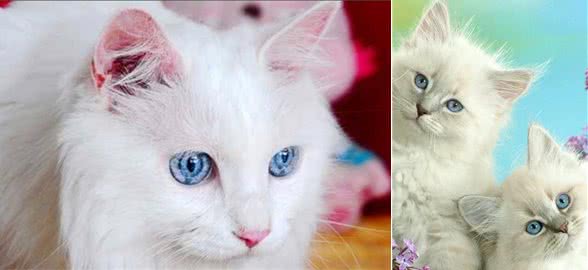 教你选猫系列，猫咪品种介绍及品相判断（6）—波斯猫