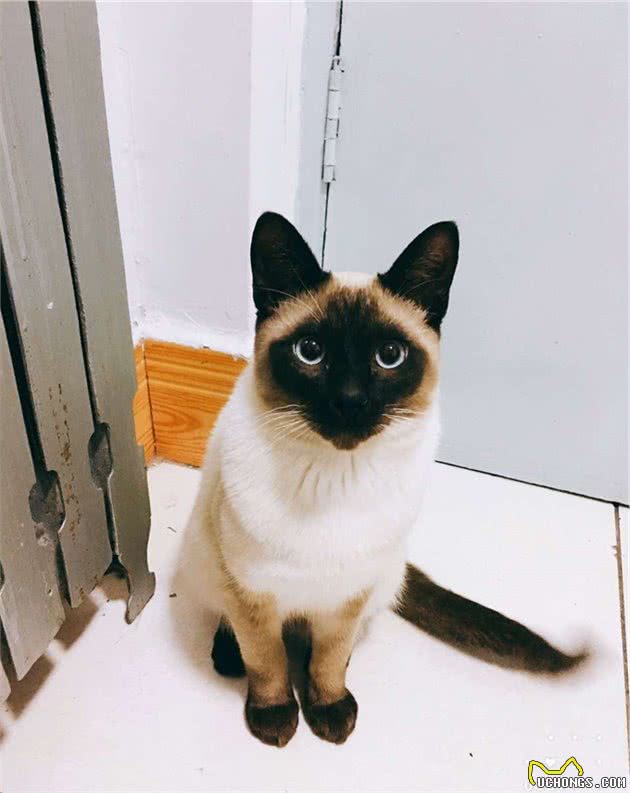 个性独特的猫中贵族—暹罗猫