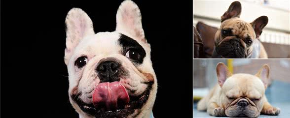 法国斗牛犬这些怪癖，其实是缺元素的表现，别忽视了