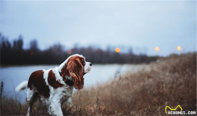 给狗狗拍照总是拍得不好看？试试这10个技巧，助你更好地秀狗