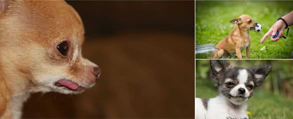 吉娃娃为什么会和泰迪一样,被人讨厌呢?