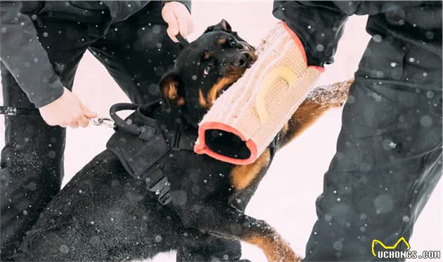 家里想养一条护卫犬：德牧和罗威纳，哪个比较好？