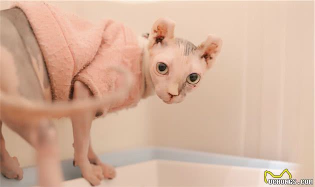劝退你养无毛猫的理由，不仅是“丑”，还有这几点