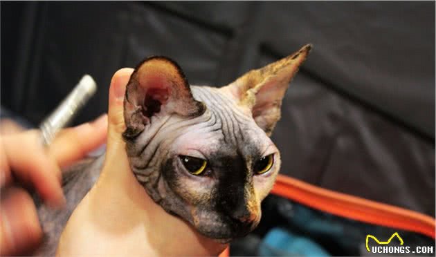劝退你养无毛猫的理由，不仅是“丑”，还有这几点